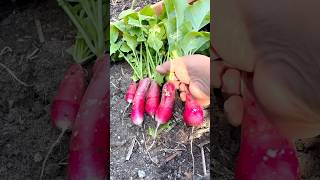 The best radish for a salad recipe 😀 these are French breakfast variety fyp gardening radish [upl. by Aikin]