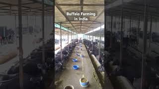 The Surprising Wealth of Buffalo Farming in India [upl. by Anirad374]