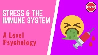 A Level Psychology  Stress amp The Immune System [upl. by Paulina]