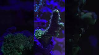 Just some acropora youtubeshorts coral aquarium coralreef sps reeftank [upl. by Aikcin]