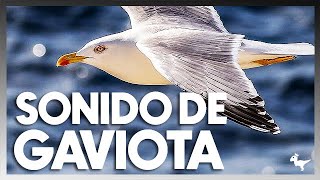 El peculiar sonido de las gaviotas ¡Descubre su lenguaje únicoquot Efecto de Sonido Real 2024 [upl. by Atsev137]