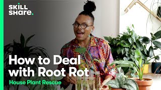 Root Rot Rescue Save Overwatered House Plants [upl. by Donoho804]