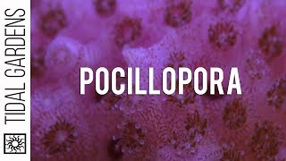 A Quick Look at Pocillopora Care [upl. by Ehav]