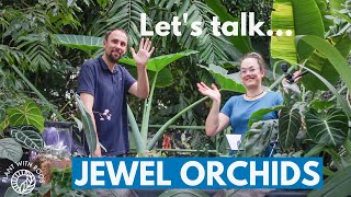 Jewel orchids  care propagation and tour  Plant with Roos [upl. by Nylarahs]