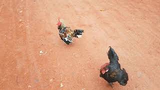 Rooster Fight Video  Two Hen Fighting In the Road [upl. by Akkim]