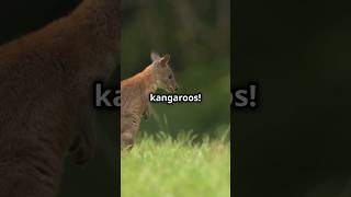 Pademelon SECRETS You Wont Believe Exist naturecuriosities amazingfacts animals facts [upl. by Htiduj558]