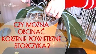 Czy można obcinać korzenie powietrzne storczyka [upl. by Auop552]