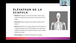 Anatomie muscles du cou partie 4  élévateur de la scapula semiépineux [upl. by Mirisola448]