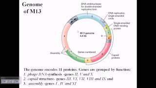 M13 phage genome structure [upl. by Alcock]