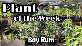 Plant of the Week  Bay Rum [upl. by Aneema]