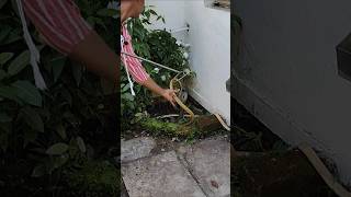 Big size Cobra snake rescue 😯🐍 Indian Spectacled Cobra Venomous [upl. by Artenal539]