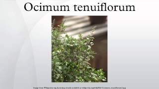 Ocimum tenuiflorum [upl. by Chelton899]