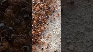 Amazing Ants with Wings Witness Their Incredible Transformation ants insectopia99 [upl. by Llehsim201]