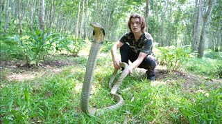 Deadly KING COBRA amp Snakes of Indonesia [upl. by Manus]