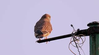 Common Kestrel 紅隼 [upl. by Kareem]