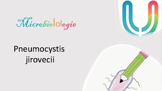 Urgences  MicrobioLOLogie  Pneumocystis jirovecii 🦠🧫 [upl. by Aitetel370]