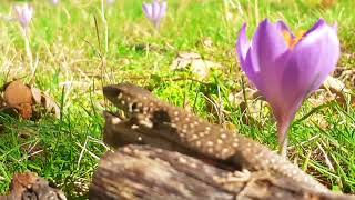 Crocus serotinus y Timon lepidus [upl. by Adur636]