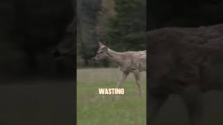 Zombie Deer Disease 🦌Here’s the truth zombiedeer deer deerhunting CWD EHD explore 10millions [upl. by Solegna822]