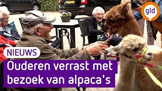 Ouderen knuffelen en wandelen met alpacas Het is echt prachtig [upl. by Ecnaled]