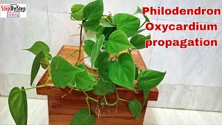 Philodendron Oxycardium plant propagationHow to grow Heartleaf Philodendron plant [upl. by Koa]