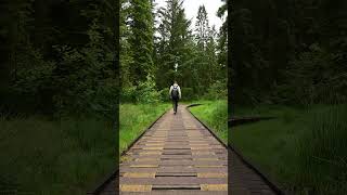 Exploring Hafren Forest boardwalk wales adventure midwales [upl. by Onitnelav]