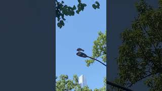 Red Tail Hawk is having Breakfast in Central Park redtailedhawks centralpark shorts youtube [upl. by Von817]