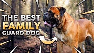 3 THINGS TO KNOW BEFORE GETTING A BULLMASTIFF [upl. by Dnalram]