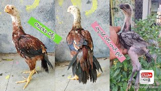 Parrot Beak Long Tail Chicks  8185832982  Rythu Market [upl. by Patricia]