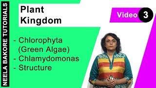 Plant Kingdom  NEET  Chlorophyta Green Algae  Chlamydomonas  Structure  Neela Bakore Tutorials [upl. by Naie149]