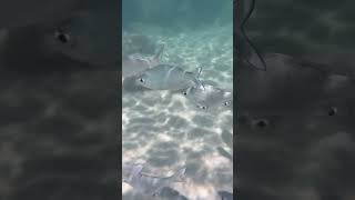 Snorkeling in a school of fish Lydgate park [upl. by Alphonso857]