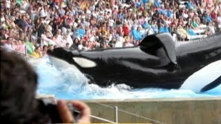 Blackfish Documentary Takes On Seaworld [upl. by Malda]