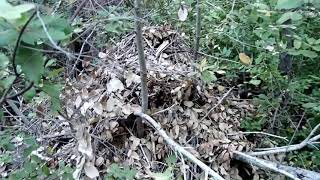 Duskyfooted Woodrat Nest and Sign [upl. by Patience]