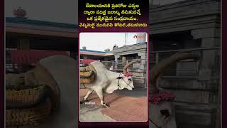 Chennimalai Murugan Temple  hindutemple rituals tamilnadu ox nandi devotional temple [upl. by Vernita]