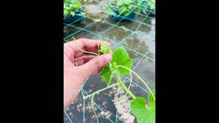 এই ভুলটি কখনোই করবেন না 🌿gardening everyone [upl. by Ylimme]