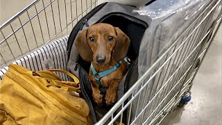 Mini dachshund goes to IKEA [upl. by Areta]