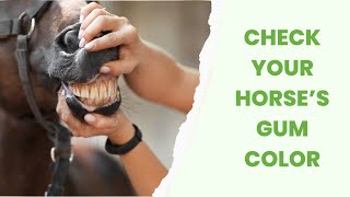 Horse health  check your horses gums [upl. by Everick]