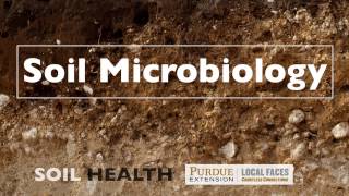 Soil Basics Soil Microbiology [upl. by Nayllij]