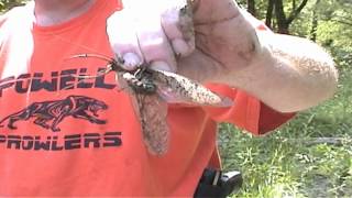 Live dobsonfly caught at the river in its mature stage of the grampus or hellgrammite bug [upl. by Palm119]