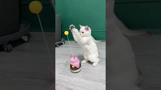 Love cat 💕💕catlover cat catvideos sona chanditrending youtubeshorts [upl. by Ammann]