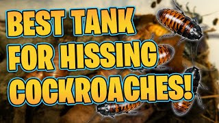 What is The Best Enclosure for Hissing Cockroaches [upl. by Chae472]