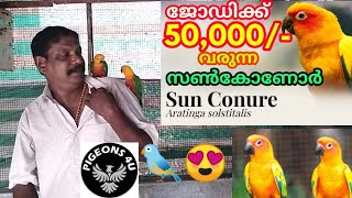 pigeons4usun conure SUN CONURE REARING സൺ കൊണൂർ എന്ന മനോഹര പക്ഷി [upl. by Abrams]