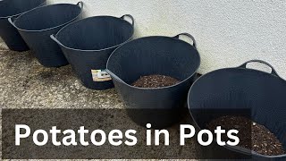 205 ✅🎬 Gone Potty Gardening Planting Second Early Potatoes in Outdoor Pots and Garden Updates [upl. by Ettenel]