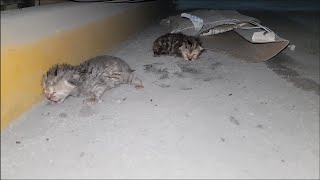 Rescuing 1 old day newborn abandoned kittens  Adopted amp Nursed by Foster Mom Cat Coco [upl. by Sid]