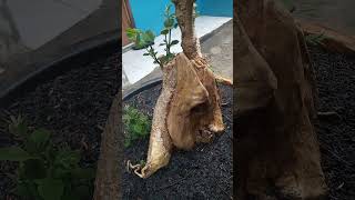 Bahan bonsai Mentaos super jumbo bonsai belajarbikinbonsai shortvideo [upl. by Mcmahon]