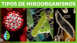 ¿Qué son los MICROORGANISMOS 🦠 Bacterias Virus Hongos y Parásitos [upl. by Notlrak]