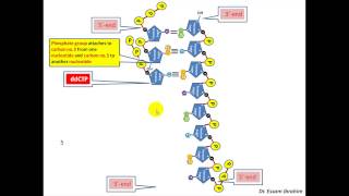 Chain Termination Sanger method DNA sequencing English Dr Essam Ibrahim [upl. by Ardua]