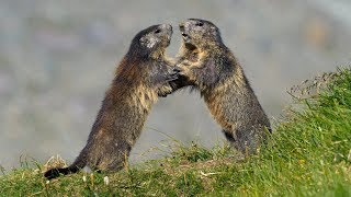 Animals fighting – Alpine marmot Marmota marmota [upl. by Yrellih189]