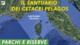 IL SANTUARIO DEI CETACEI PELAGOS  🏞️ 𝐏𝐚𝐫𝐜𝐡𝐢 𝐞 𝐑𝐢𝐬𝐞𝐫𝐯𝐞  📺 𝟷𝚡𝟶𝟽 [upl. by Haonam898]