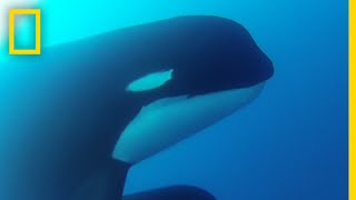 Mysterious Orcas Confirmed Alive in New Video  National Geographic [upl. by Phipps]