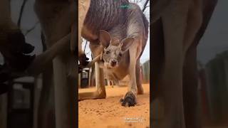 song music movie love bollywood animals remix [upl. by Annauqaj]